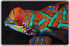 Red Mandarin Dragonet - Male